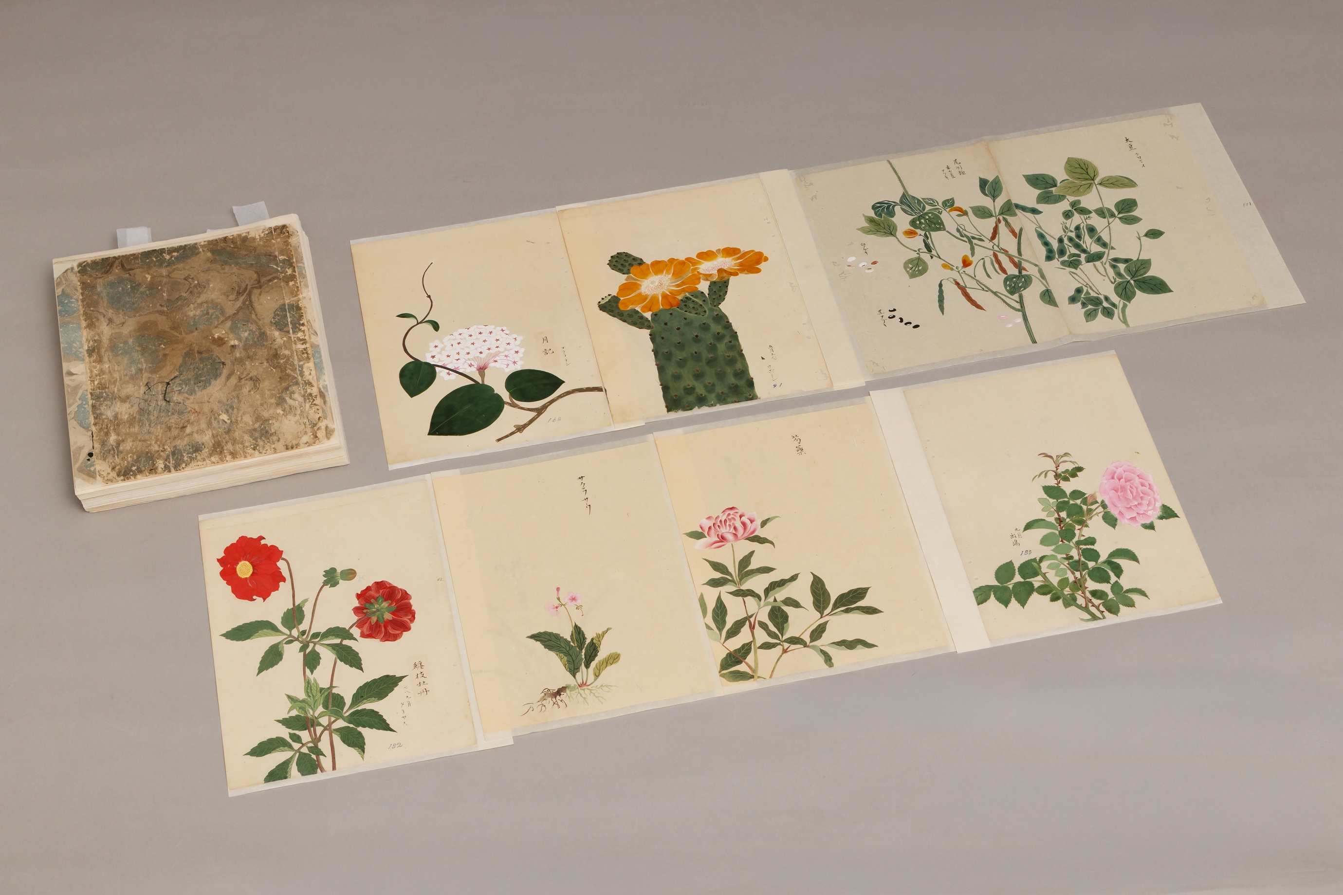 武雄市制20周年　シーボルト江戸参府200年記念　武雄市図書館・歴史資料館特別企画展「武雄植物研究所　サクラランからパイナップルまで」