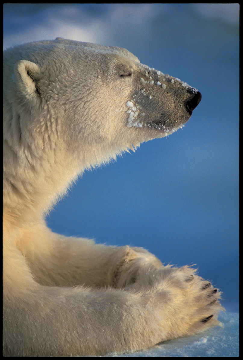 令和８年度春季特別展「写真展　星野道夫　悠久の時を旅する」